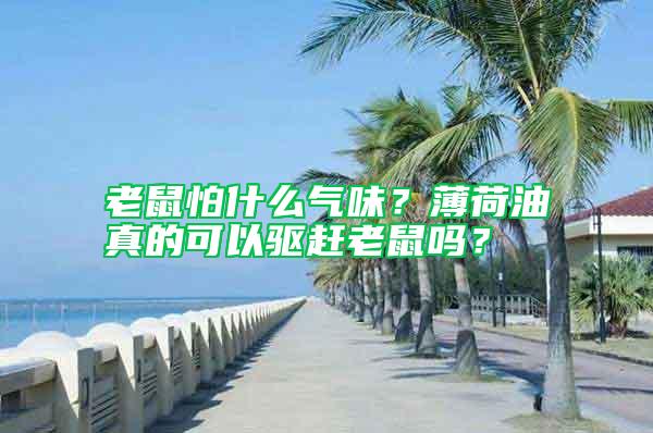 老鼠怕什么氣味？薄荷油真的可以驅(qū)趕老鼠嗎？