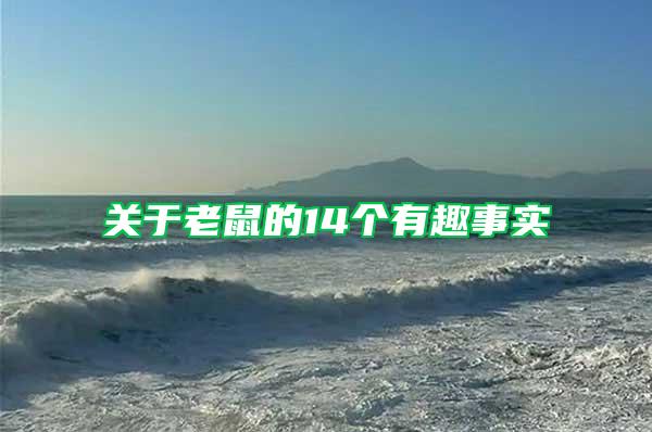 關(guān)于老鼠的14個有趣事實