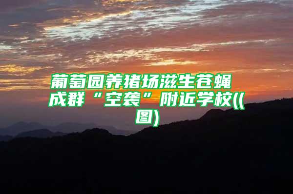 葡萄園養(yǎng)豬場滋生蒼蠅 成群“空襲”附近學校((圖)