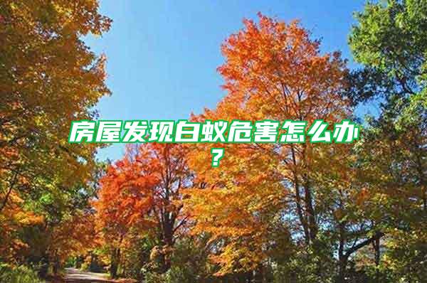 房屋發(fā)現(xiàn)白蟻危害怎么辦？