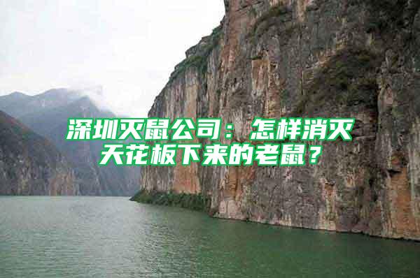深圳滅鼠公司：怎樣消滅天花板下來的老鼠？