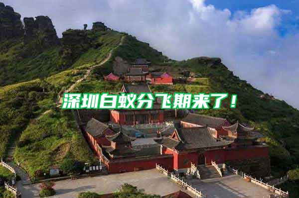 深圳白蟻分飛期來了！