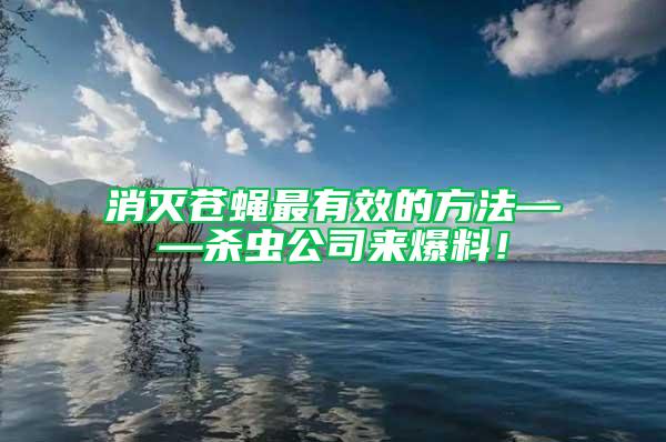 消滅蒼蠅最有效的方法——殺蟲公司來爆料！