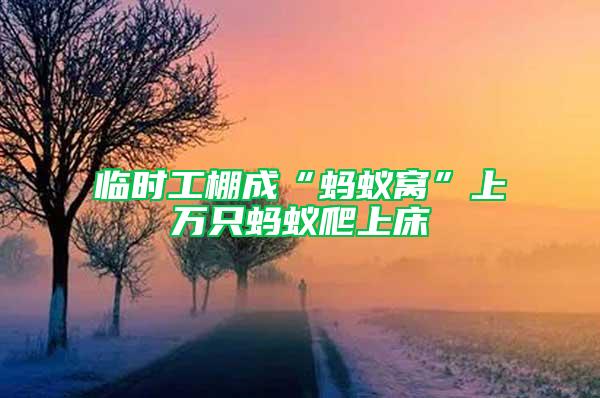 臨時(shí)工棚成“螞蟻窩”上萬(wàn)只螞蟻爬上床