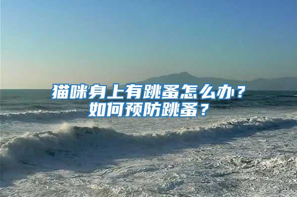 貓咪身上有跳蚤怎么辦？如何預防跳蚤？