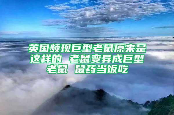 英國頻現(xiàn)巨型老鼠原來是這樣的 老鼠變異成巨型老鼠 鼠藥當飯吃
