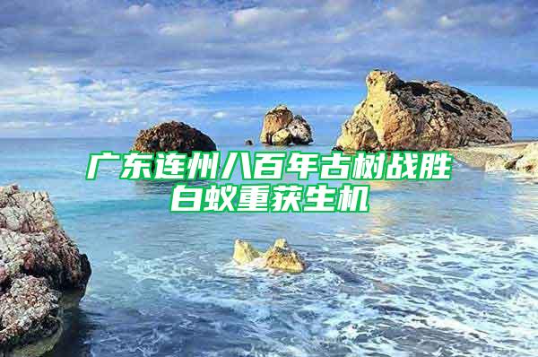 廣東連州八百年古樹戰(zhàn)勝白蟻重獲生機(jī)
