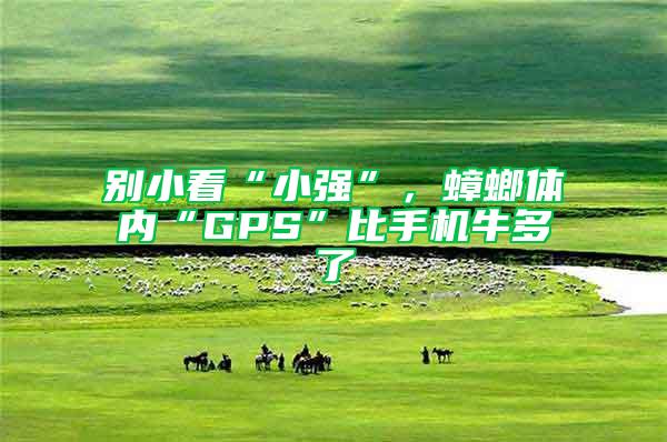 別小看“小強(qiáng)”，蟑螂體內(nèi)“GPS”比手機(jī)牛多了