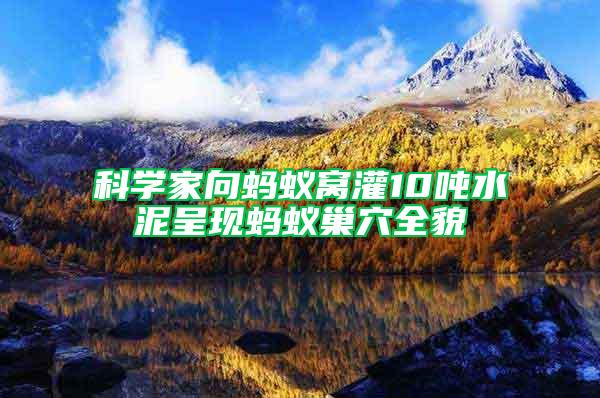 科學(xué)家向螞蟻窩灌10噸水泥呈現(xiàn)螞蟻巢穴全貌