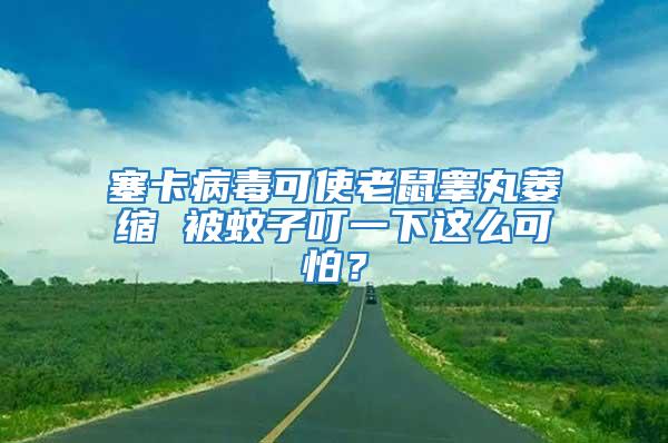塞卡病毒可使老鼠睪丸萎縮 被蚊子叮一下這么可怕？