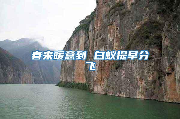 春來(lái)暖意到 白蟻提早分飛