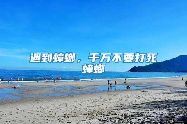 遇到蟑螂，千萬不要打死蟑螂