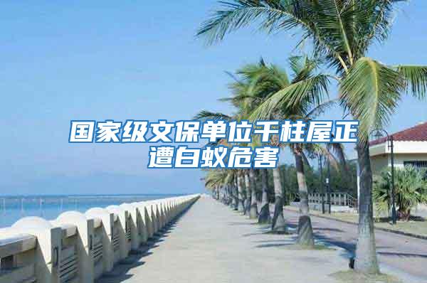 國家級(jí)文保單位千柱屋正遭白蟻危害