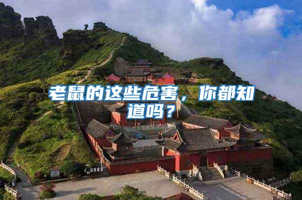 老鼠的這些危害，你都知道嗎？