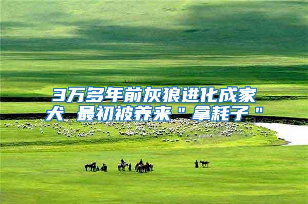 3萬多年前灰狼進化成家犬 最初被養(yǎng)來＂拿耗子＂