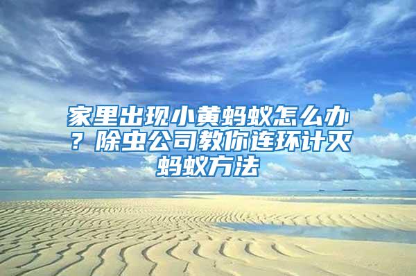 家里出現小黃螞蟻怎么辦？除蟲公司教你連環計滅螞蟻方法