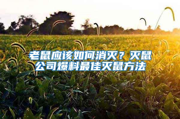 老鼠應(yīng)該如何消滅？滅鼠公司爆料最佳滅鼠方法