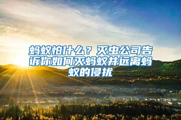 螞蟻怕什么？滅蟲公司告訴你如何滅螞蟻并遠(yuǎn)離螞蟻的侵?jǐn)_