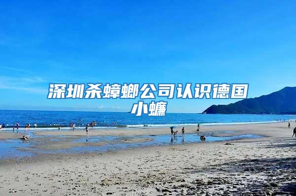 深圳殺蟑螂公司認(rèn)識(shí)德國(guó)小蠊