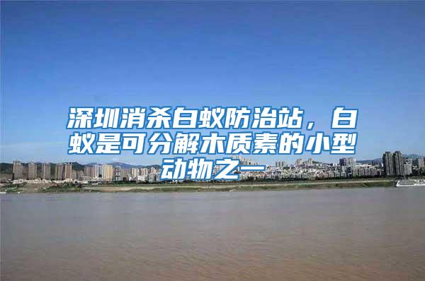 深圳消殺白蟻防治站，白蟻是可分解木質(zhì)素的小型動(dòng)物之一