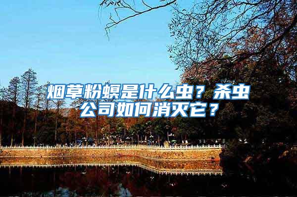 煙草粉螟是什么蟲？殺蟲公司如何消滅它？