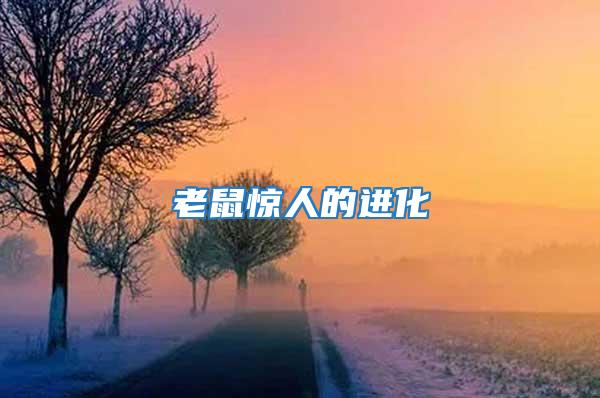 老鼠驚人的進(jìn)化