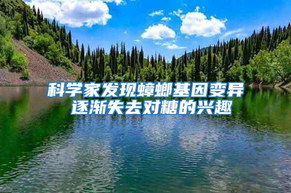 科學(xué)家發(fā)現(xiàn)蟑螂基因變異 逐漸失去對(duì)糖的興趣