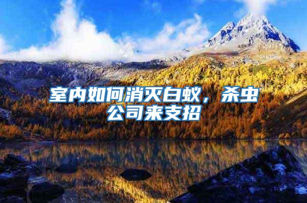 室內如何消滅白蟻，殺蟲公司來支招