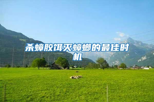 殺蟑膠餌滅蟑螂的最佳時機(jī)