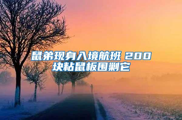 鼠弟現身入境航班　200塊粘鼠板圍剿它
