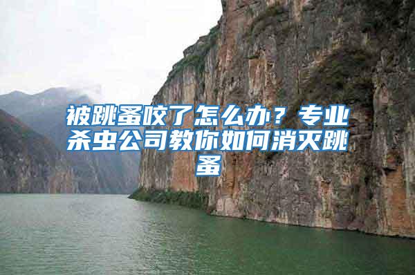 被跳蚤咬了怎么辦？專業殺蟲公司教你如何消滅跳蚤