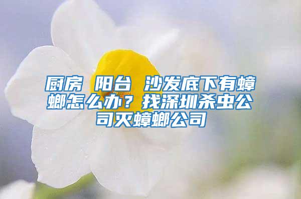 廚房 陽臺 沙發(fā)底下有蟑螂怎么辦？找深圳殺蟲公司滅蟑螂公司