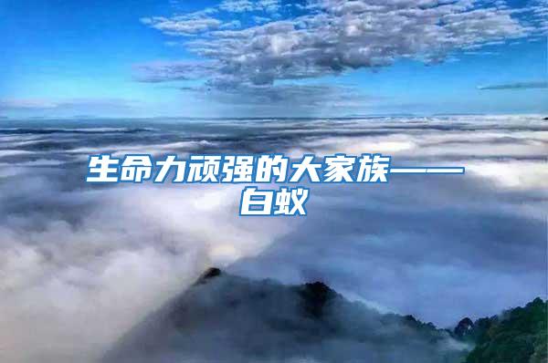 生命力頑強(qiáng)的大家族——白蟻