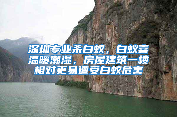 深圳專業(yè)殺白蟻，白蟻喜溫暖潮濕，房屋建筑一樓相對更易遭受白蟻危害