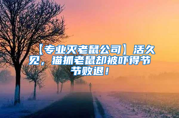 【專業(yè)滅老鼠公司】活久見，貓抓老鼠卻被嚇得節(jié)節(jié)敗退！
