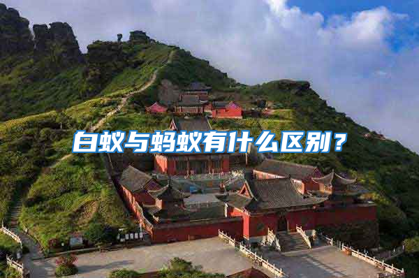 白蟻與螞蟻有什么區(qū)別？