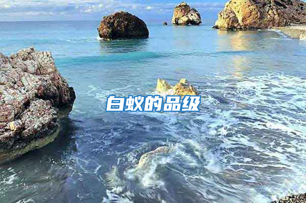 白蟻的品級(jí)